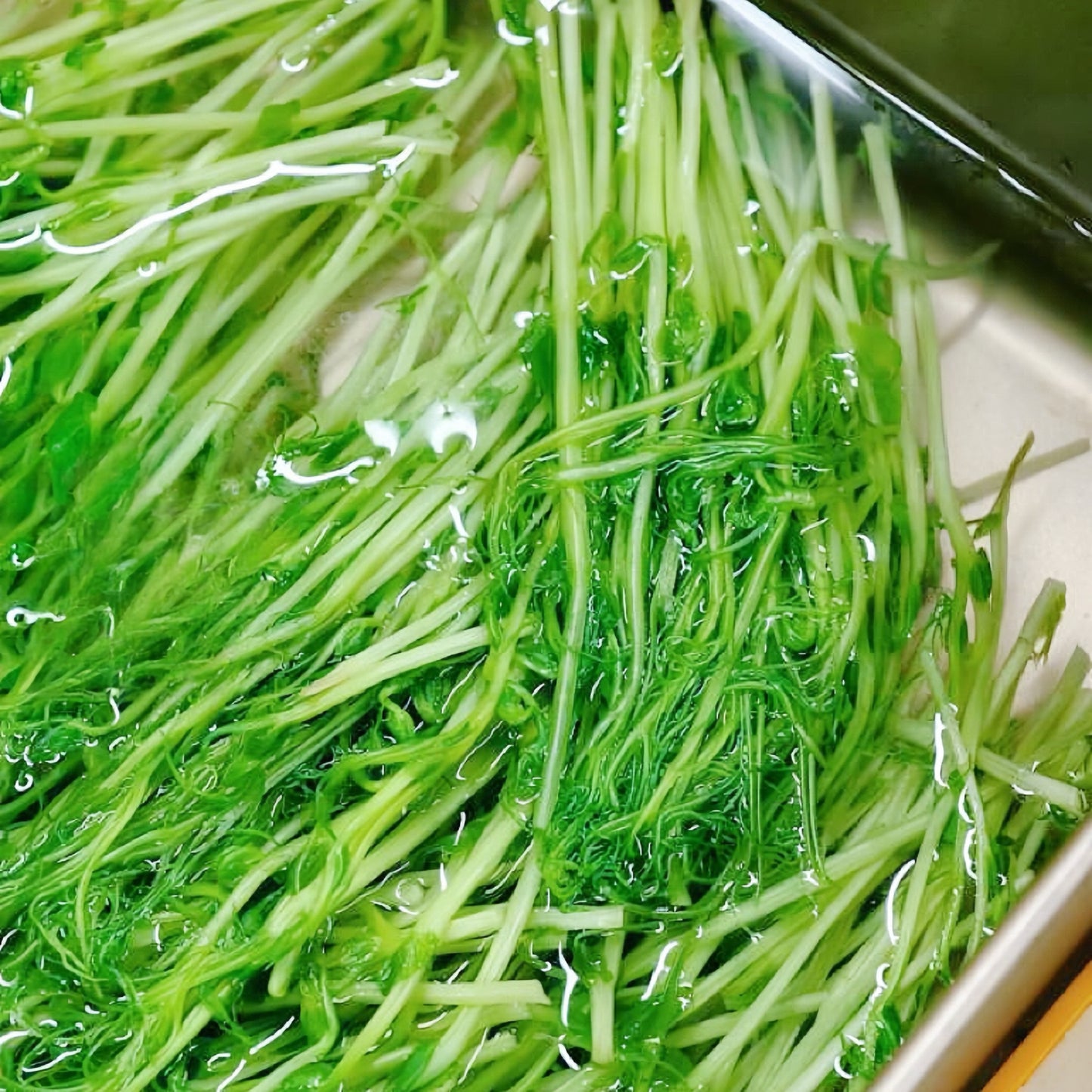 花生芽豌豆苗方塊酥