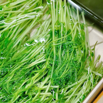 花生芽豌豆苗方塊酥