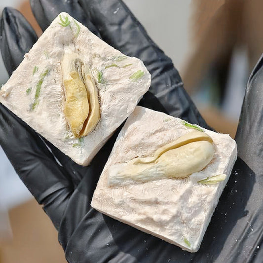 花生芽豌豆苗方塊酥